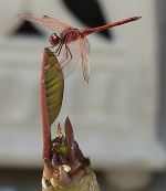 Dragonfly On Frangipani